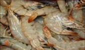Russia lifts ban on Indian seafood imports
