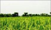 Agri growth figure: Wishful thinking or gimmickry?
