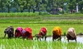 Bihar says no industry at the cost of agriculture