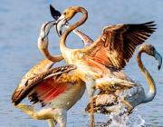 A Heart Surgeon's Stunning Wildlife Photographs