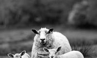 5 great foods for counting sheep