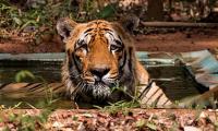 Tiger Diaries: Meet Wagdoh, the king of Tadoba