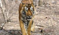 Tiger diaries: How I spotted Kumbha and Laila in Ranthambore