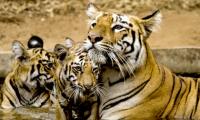 Tiger diaries: Lara and her cubs