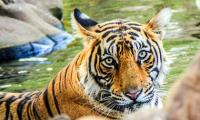 Tiger diaries: Meet Krishna from Ranthambore