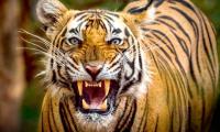 Tiger diaries: Roaring pix from Ranthambore