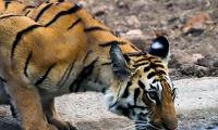 Tiger diaries: She came out for a drink