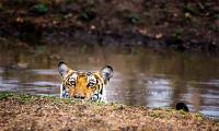 Why we must save our tigers