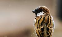 Sparrow Day: Stunning images from readers