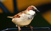 Don't miss! Adorable pics of sparrows