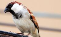 Reader photos: Sparrows in my backyard