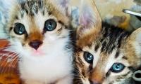 Pet pics: Tom and Jerry, the adorable cats