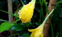 Monsoon pix: Colourful, fresh blooms