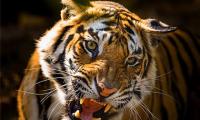 In pix: The tigers of Bandhavgarh