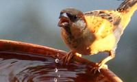 World Sparrow Day: Stunning pix from readers