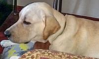 Pet pics: This labrador loves potatoes