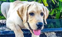 Pet pics: The happy labrador who loves oranges