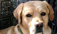 Pet pics: The labrador who loves tomato