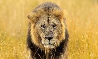 Meet the majestic lions of Maasai Mara 