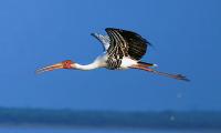 Must See: Fascinating pics of flamingos