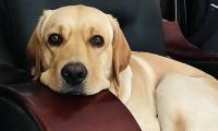 Pet pics: 'Ronny loves the sofa chair'