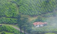 Misty-eyed and wonderstruck in Munnar