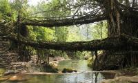 Meghalaya's Awesome Living Root Bridges