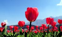 When Tulips Woo The Himalayas!