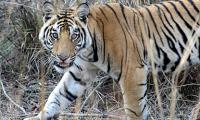When You Get Plenty Of Tiger Sightings...