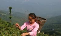 Crisis Brews In Darjeeling's Tea Gardens