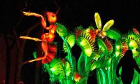 Giant Bugs Light Up Belgium Zoo