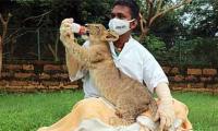 Aww! A lion cub and his human daddy