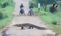 Beware! Crocodiles On The Road