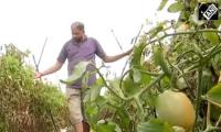 The Millionaire Tomato Farmer