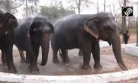 Summer Heat Catches Up With Elephants