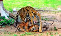 Cho Chweet! Three Tiger Cubs