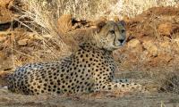 8 cheetahs to be brought to India from Africa's Botswana
