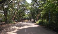 No tree felling in Mumbai's Aarey without our nod: SC