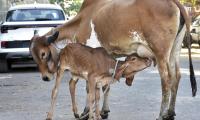 Man arrested for chopping udders of cows in Bengaluru