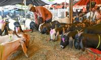 Eid: Delhi Bans Illegal Animal Sacrifice
