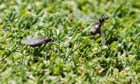 When flying ants invaded Wimbledon