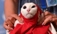 Russia's psychic cat picks home team for World Cup opener