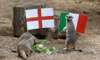 Mystic meerkats predict England will win Euro final