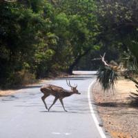 A deer crosses the road at the Borivali National Park
