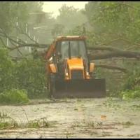 Uprooted trees at Paradip, Odisha
