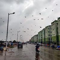 Like a scene from Hitchcock's Birds, Chennai yesterday. Pic: ANI