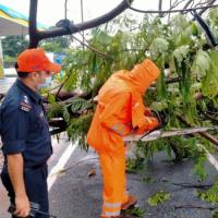 NDRF team cuts an uprooted tree