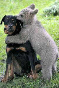 PHOTOS: 10 unusual friendships in the animal world