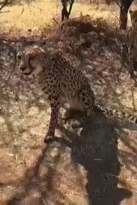 SEE: First look of India's new Cheetahs