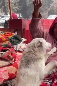 Meet Delhi's 'Dog Amma'